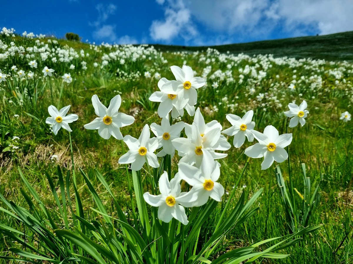 Poiana Narciselor de pe Masivul Saca - foto 2