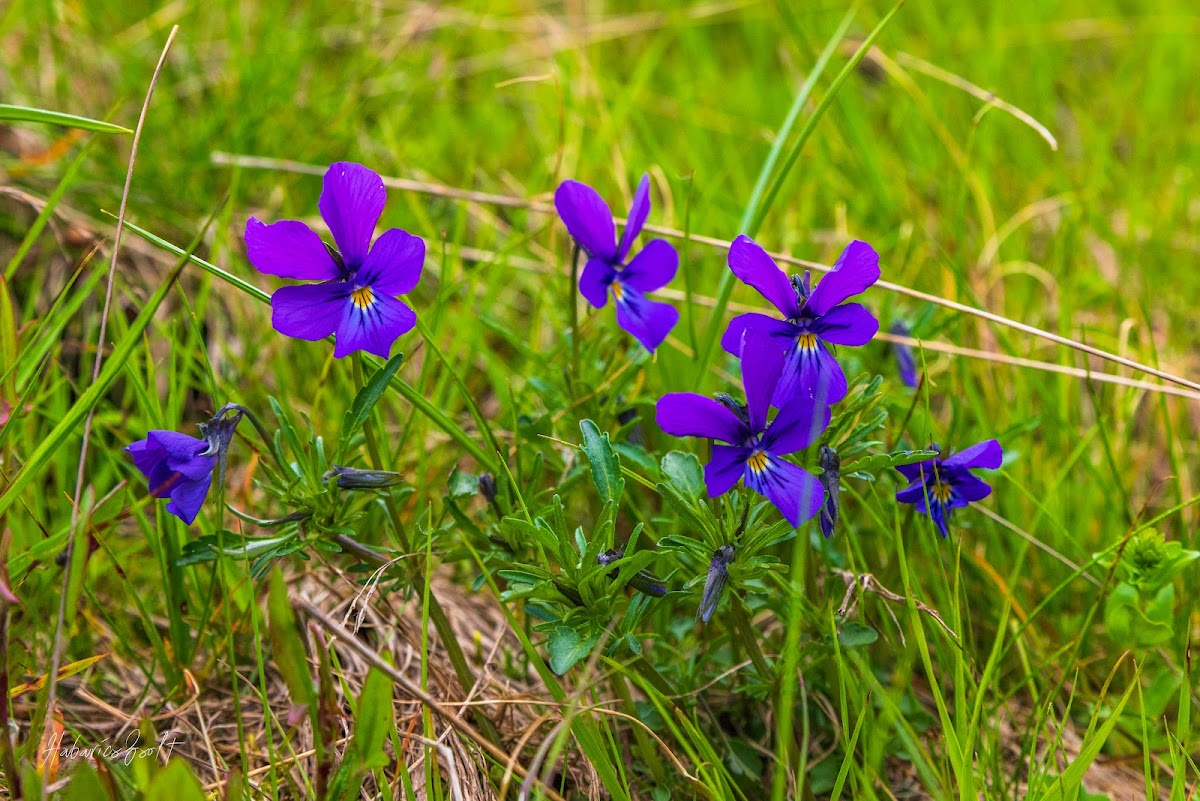 Poiana Narciselor de pe Masivul Saca - foto 3
