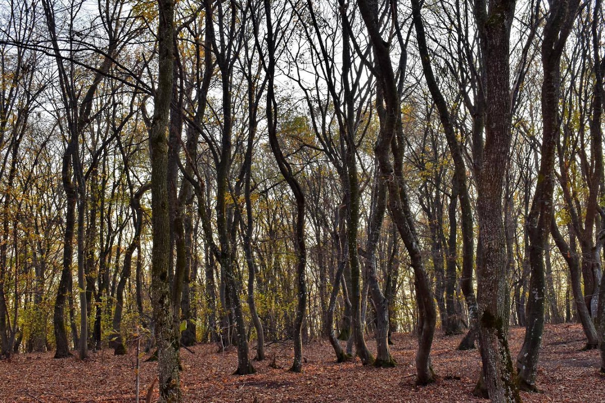 Poiana Rotundă - foto 1