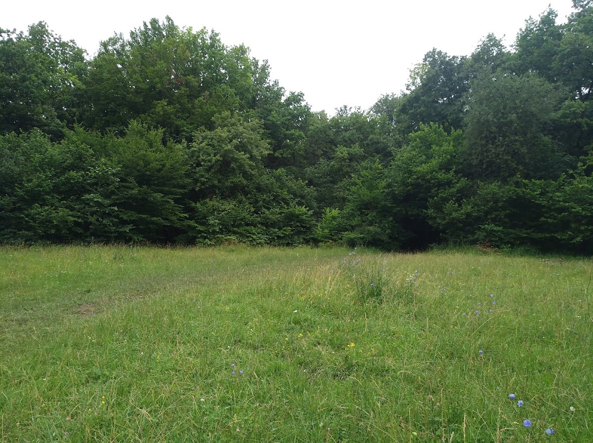 Poiana Rotundă - foto 2