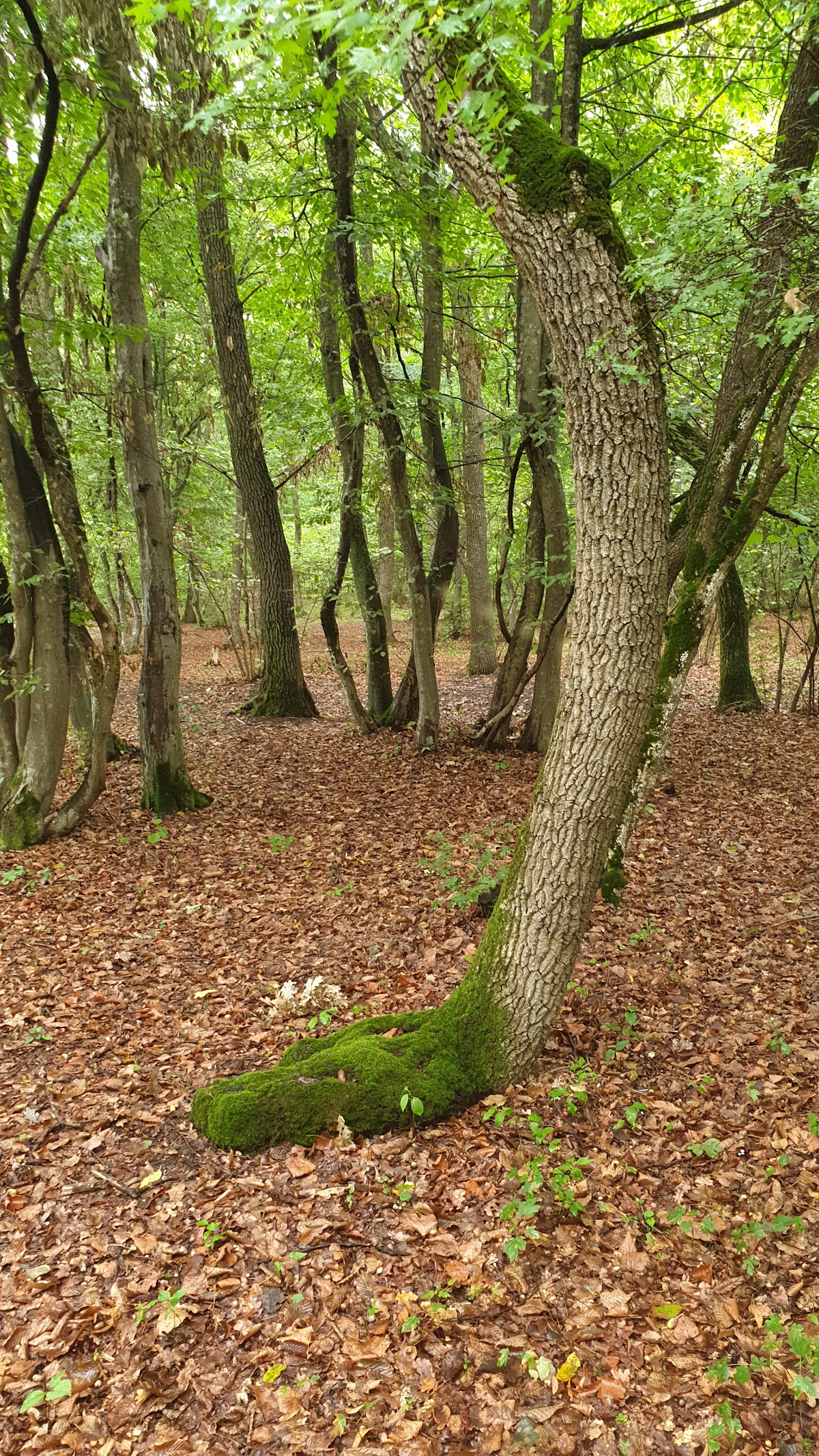 Poiana Rotundă - foto 3