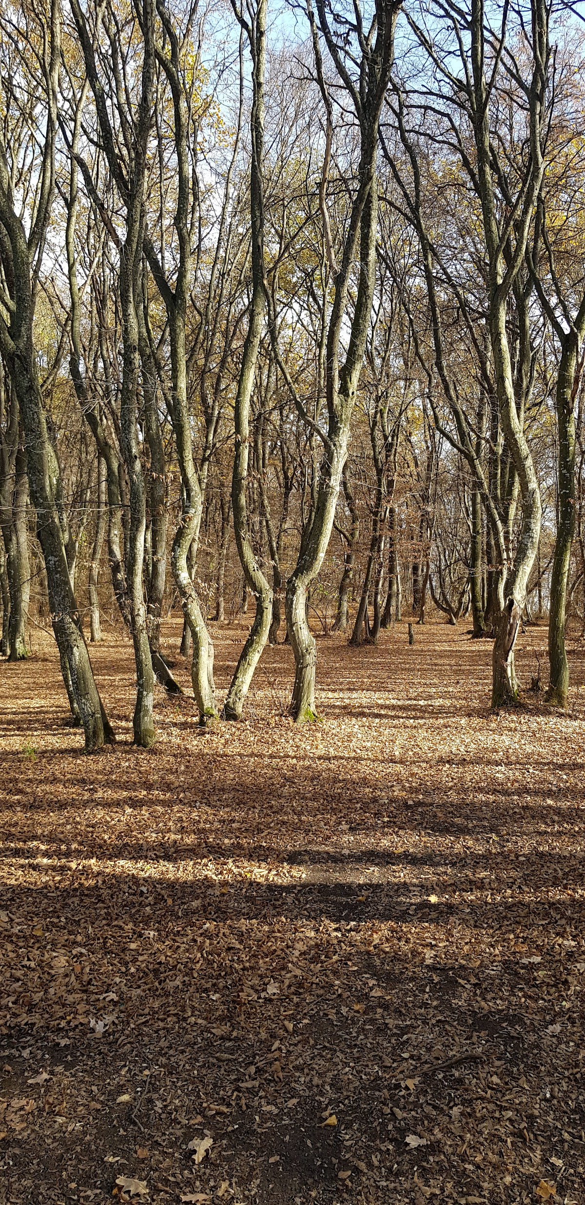 Poiana Rotundă - foto 5