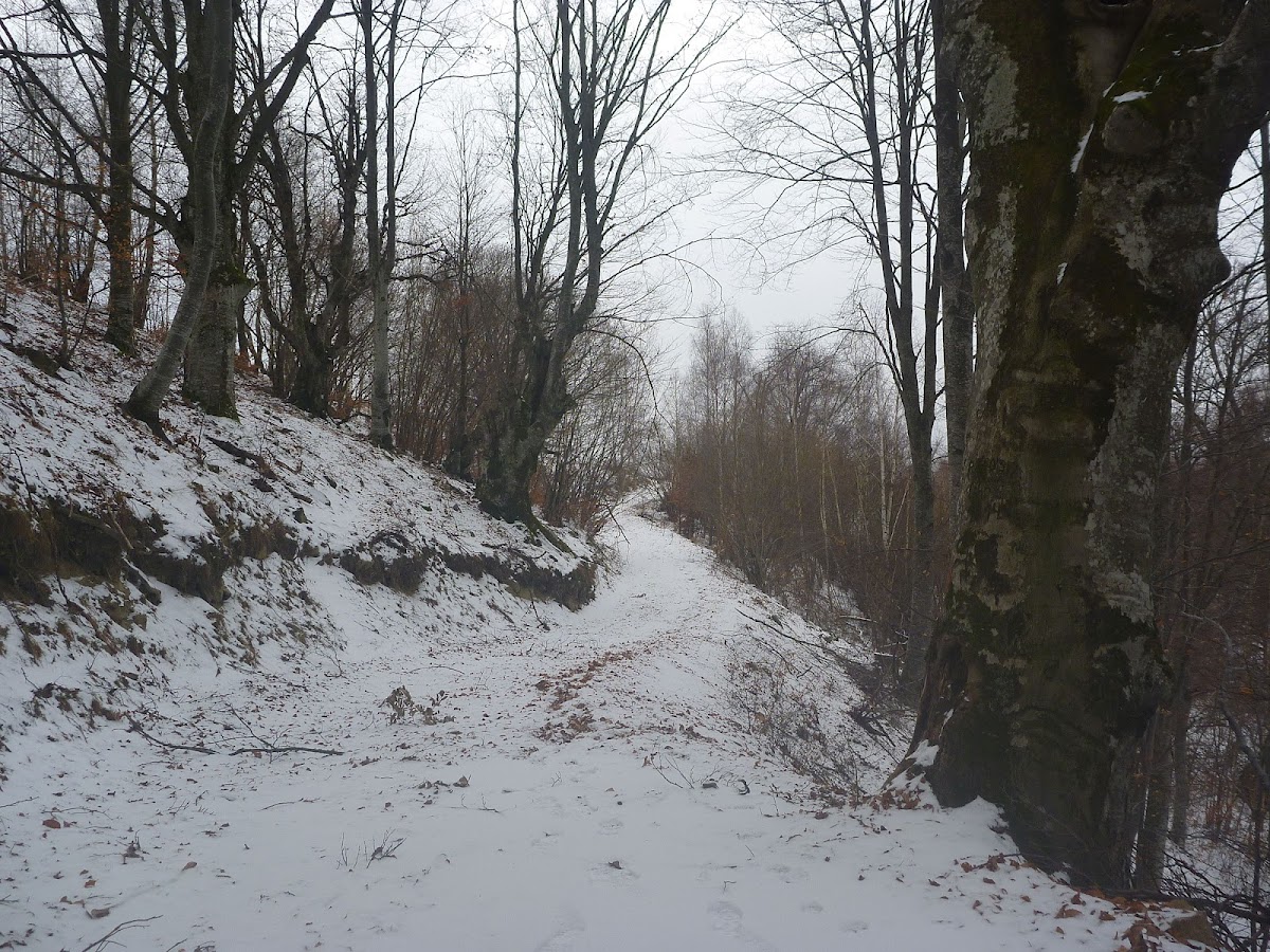 Poiana Suliței - foto 5