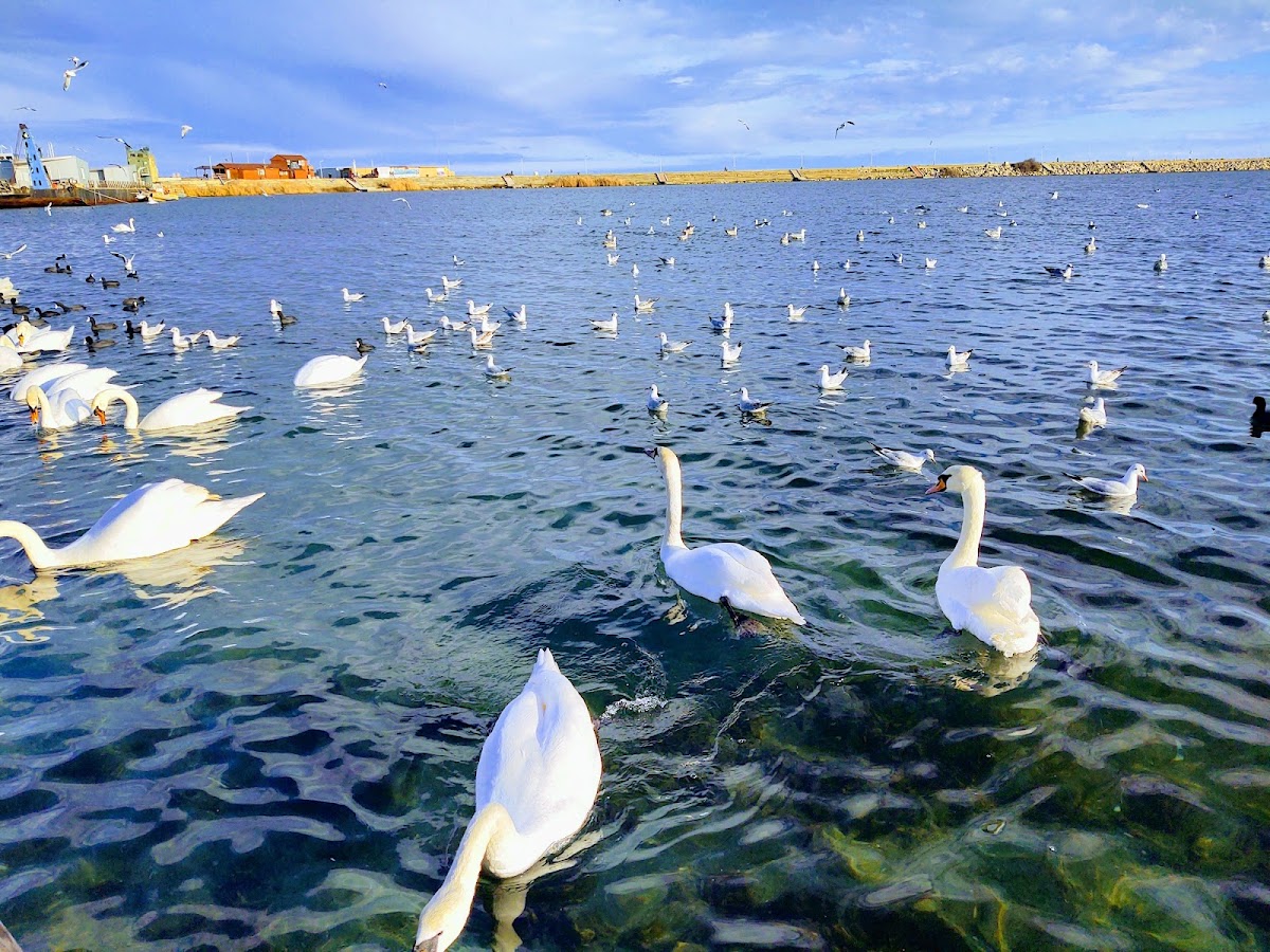 Portul Turistic Mangalia - foto 2