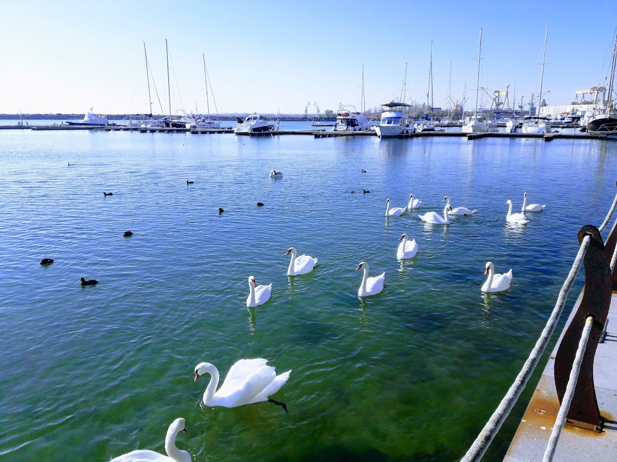 Portul Turistic Mangalia - foto 5