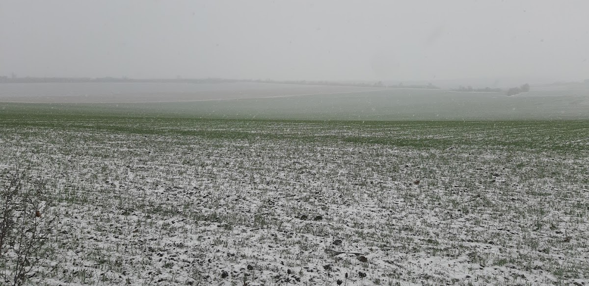 Bocșa Városháza - foto 3