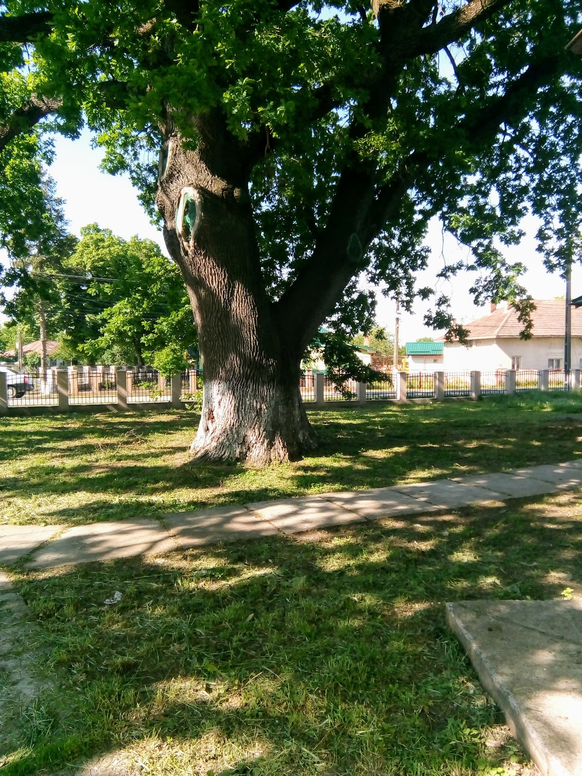 Alexeni