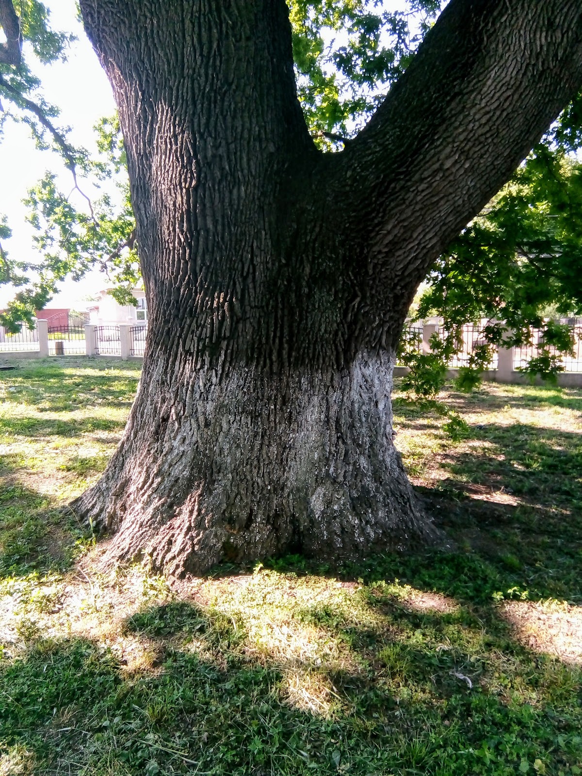 Primăria Comuna Alexeni - foto 3