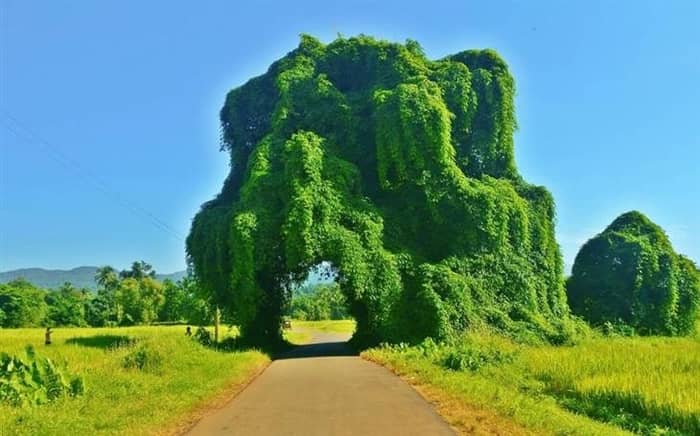 Primăria comunei Iecea Mare
