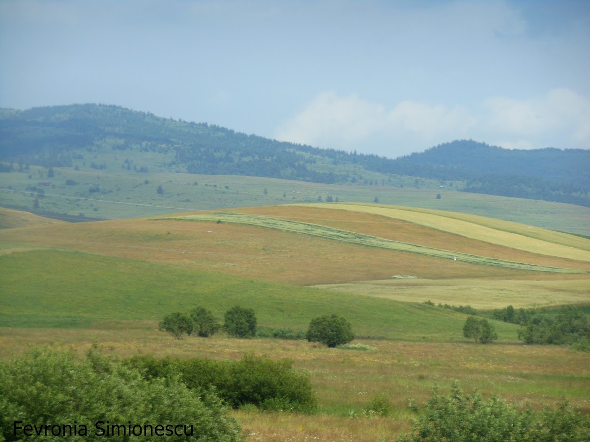 Primăria Comunei Sândominic - foto 1