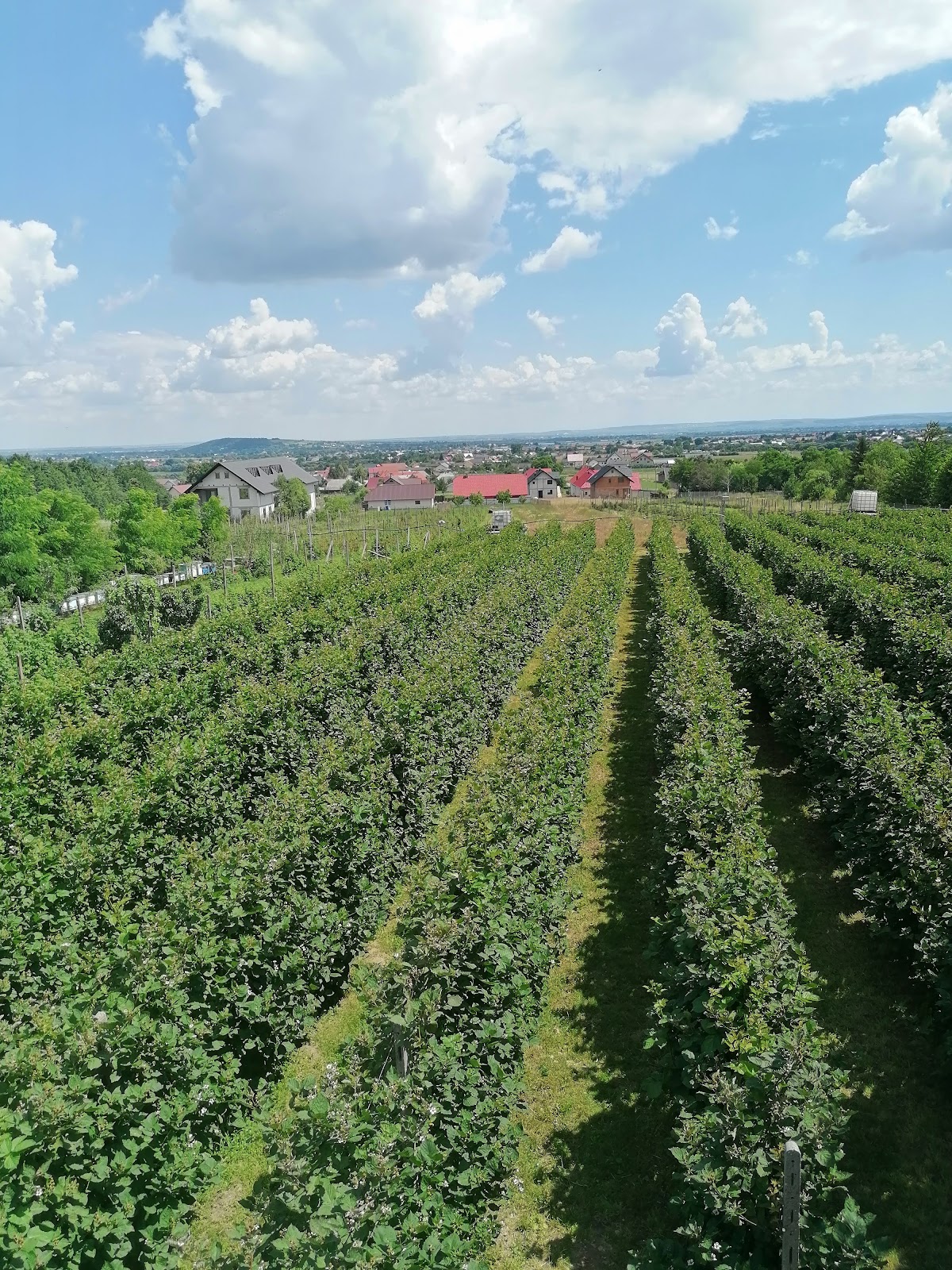 Primăria Horodnic de Sus - foto 1