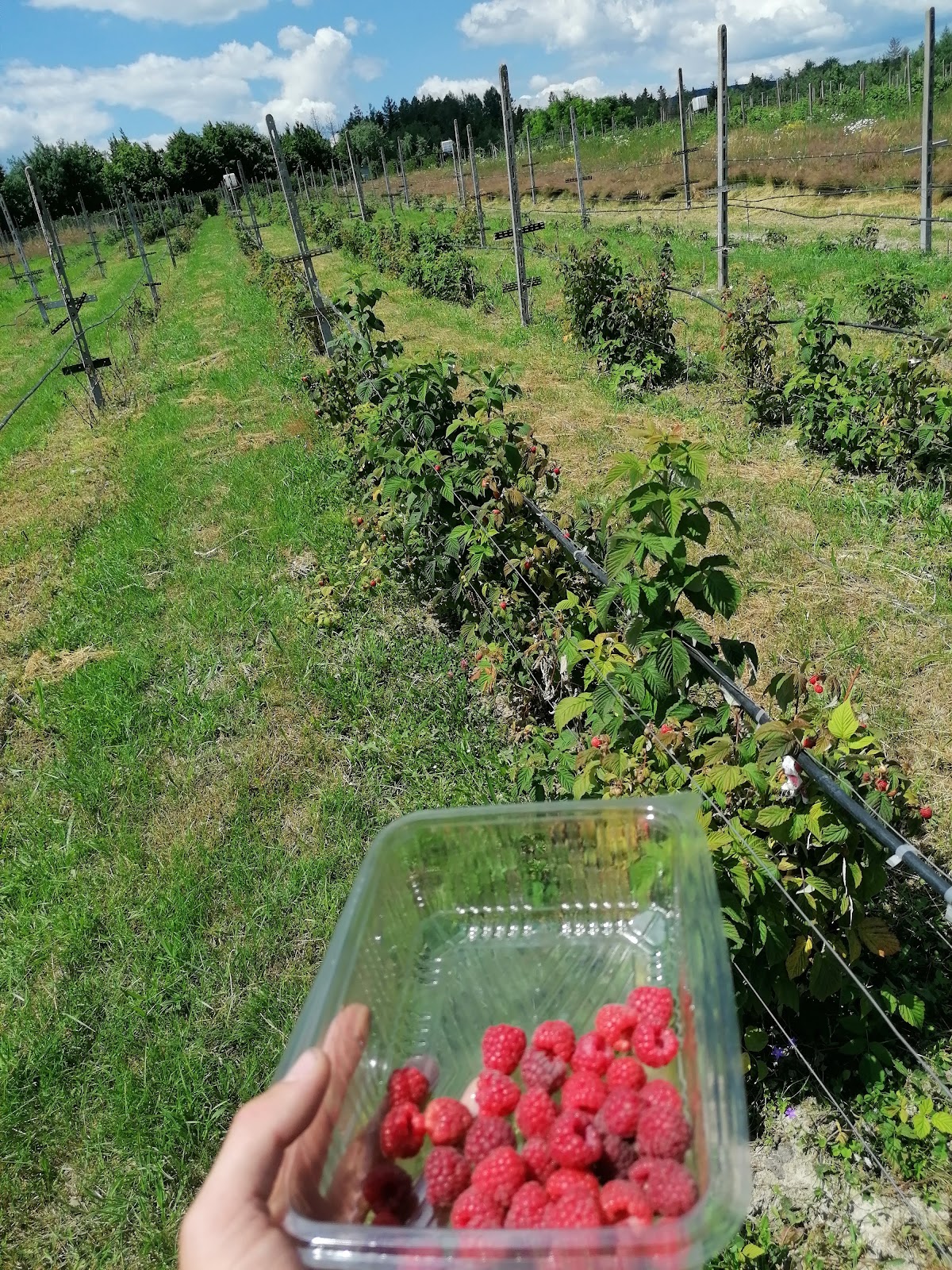 Primăria Horodnic de Sus - foto 2