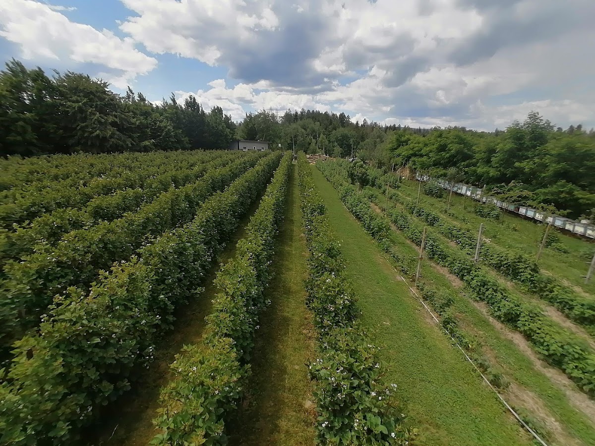 Primăria Horodnic de Sus - foto 5