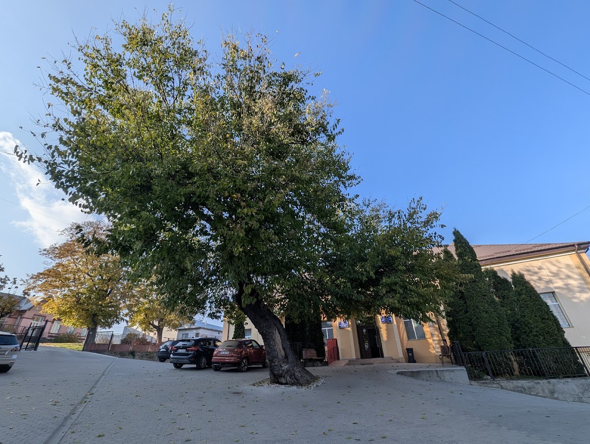 Primăria Luizi-Călugăra - foto 2