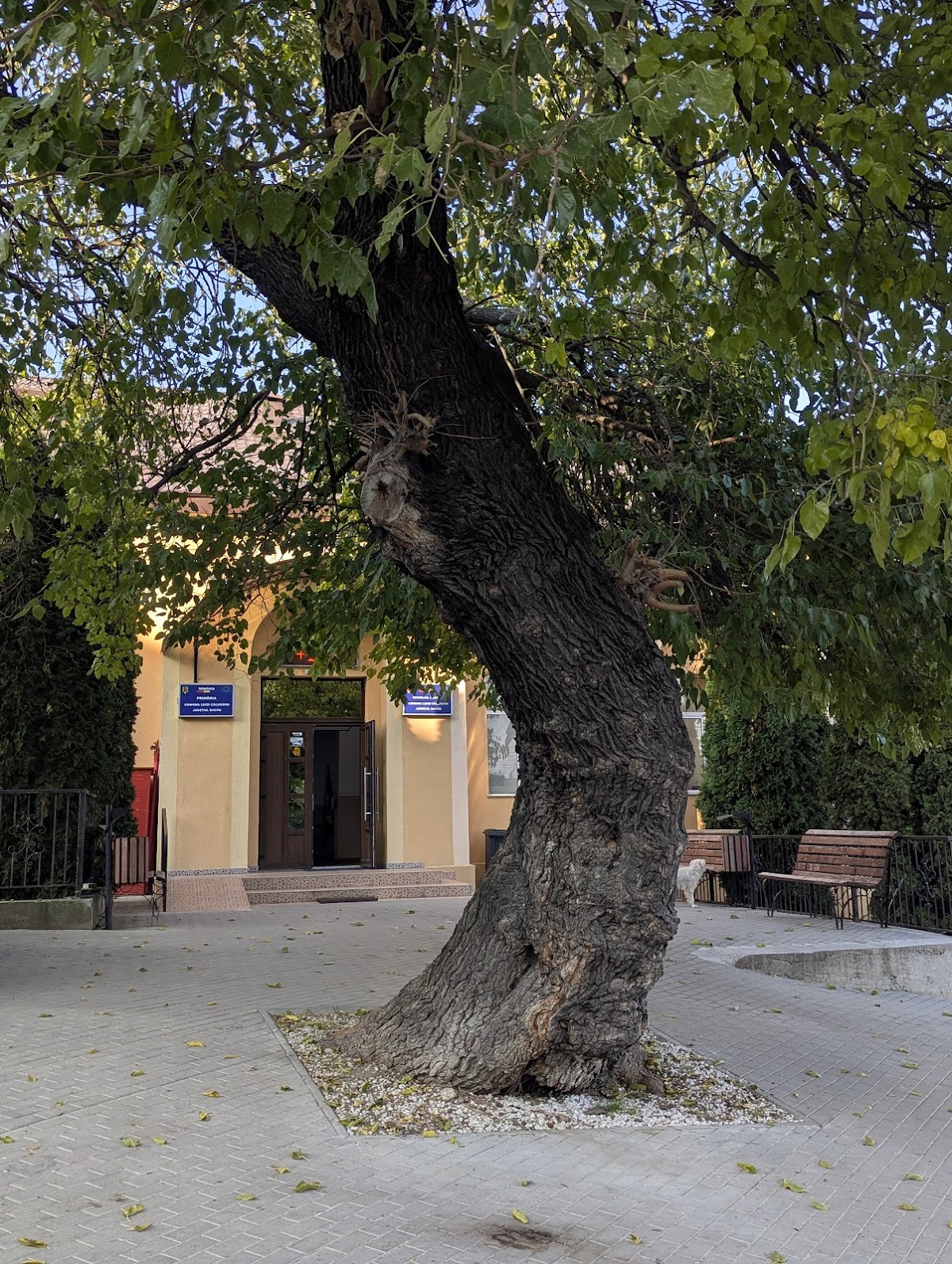 Primăria Luizi-Călugăra - foto 3