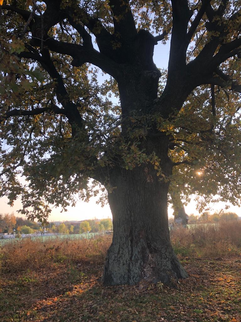 Promenada Chitila și Trei Stejari Seculari - foto 4