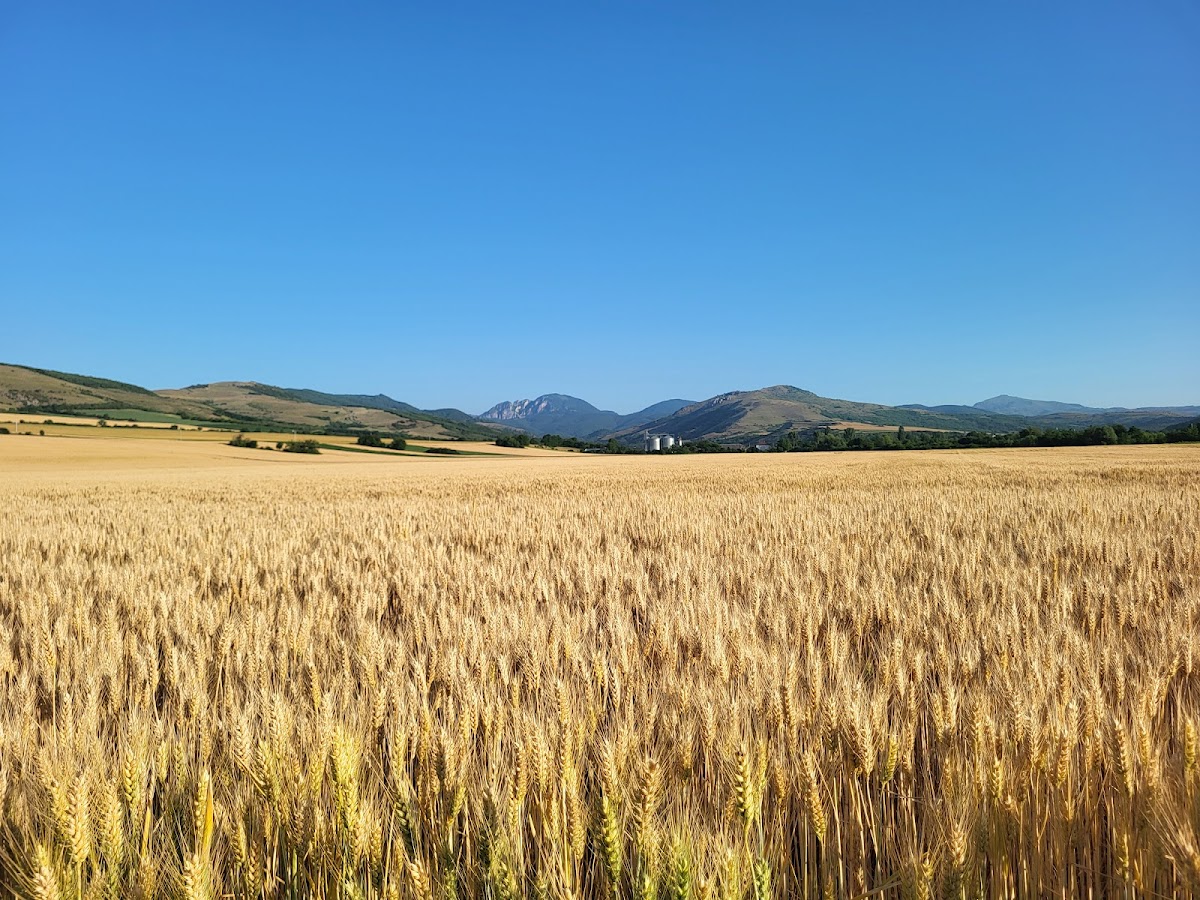 Punto Gastronómico Local "La Mesentea" - foto 4