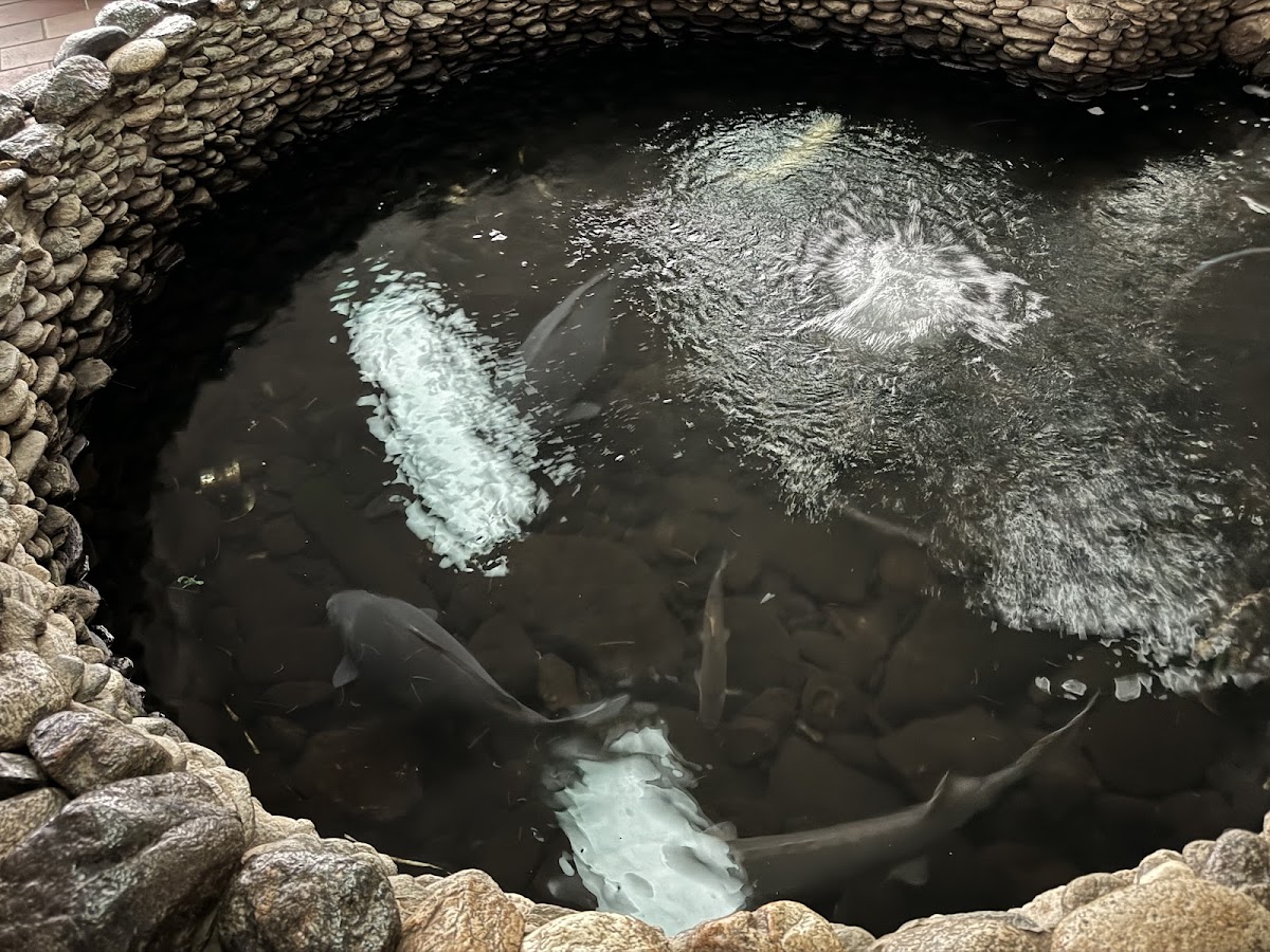 Restaurant Gosen (Sângeorz-Băi) - foto 4