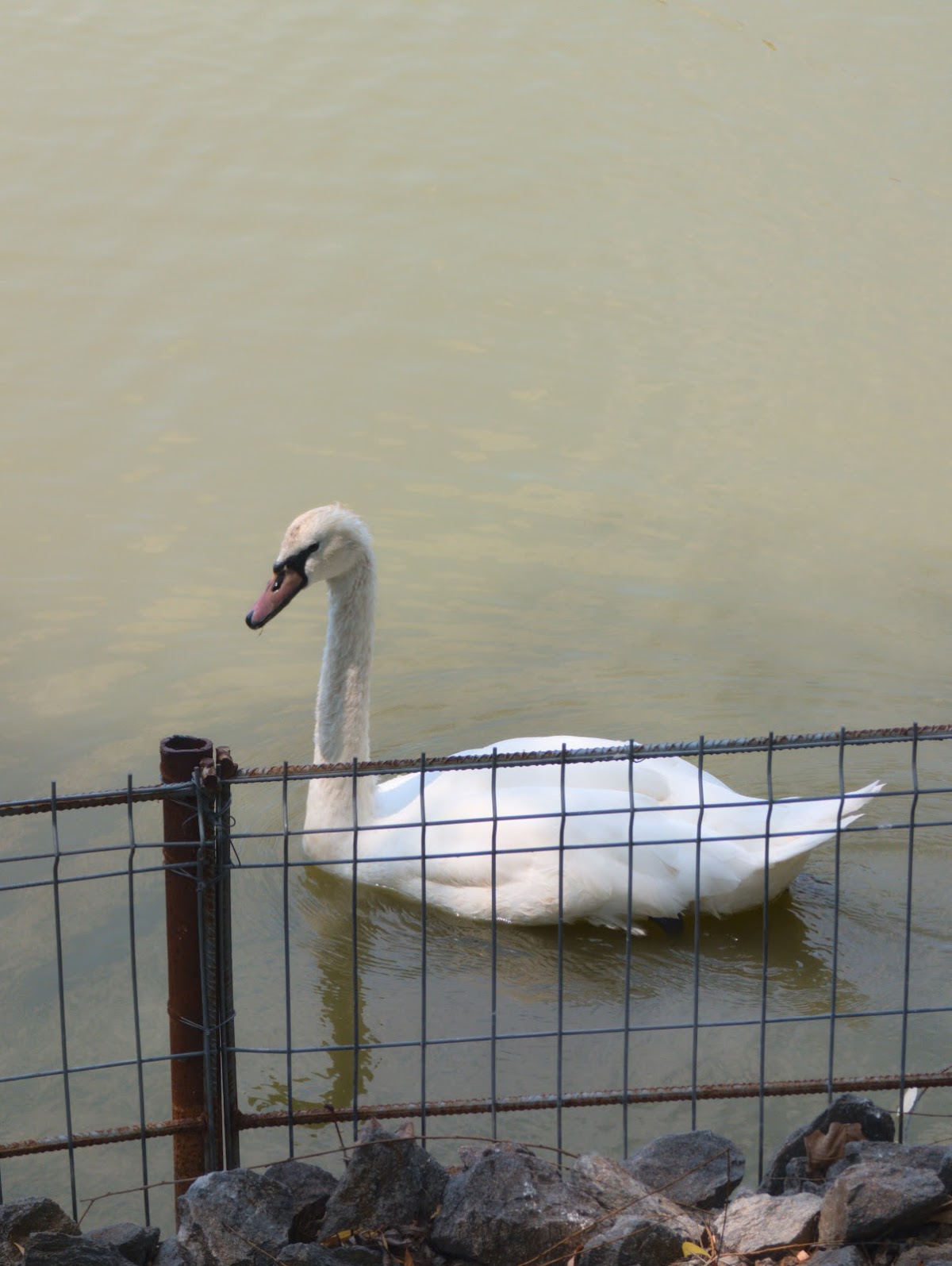 "La Casa Cu Stuf" Étterem Brăila - foto 5