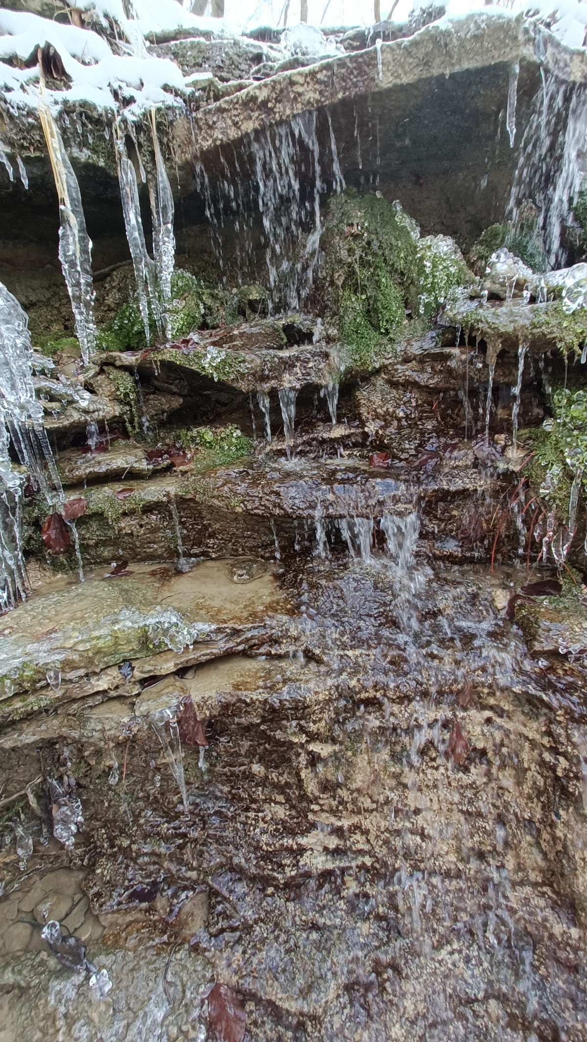 Réserve de Tisa Tudora - foto 3