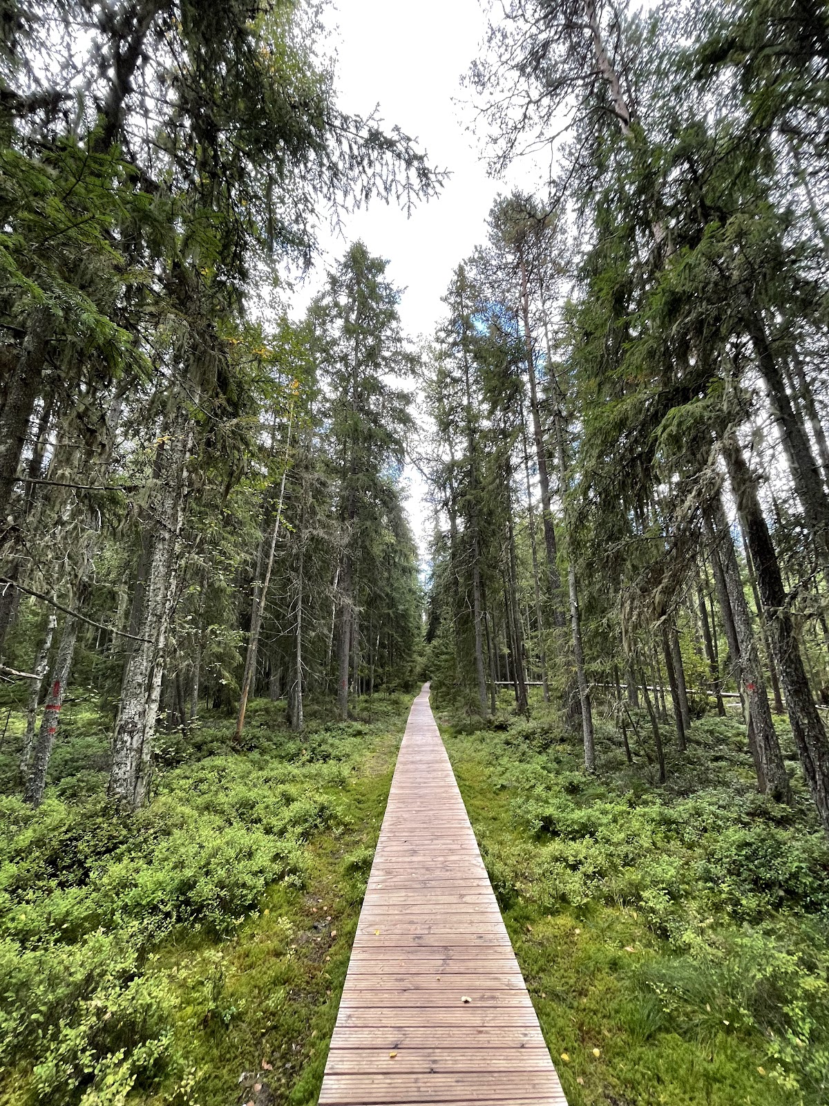 Rezervația de Turbă "Tinovul Mare" - foto 1