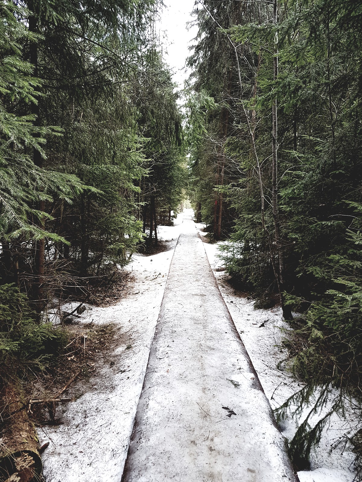 Rezervația de Turbă "Tinovul Mare" - foto 2