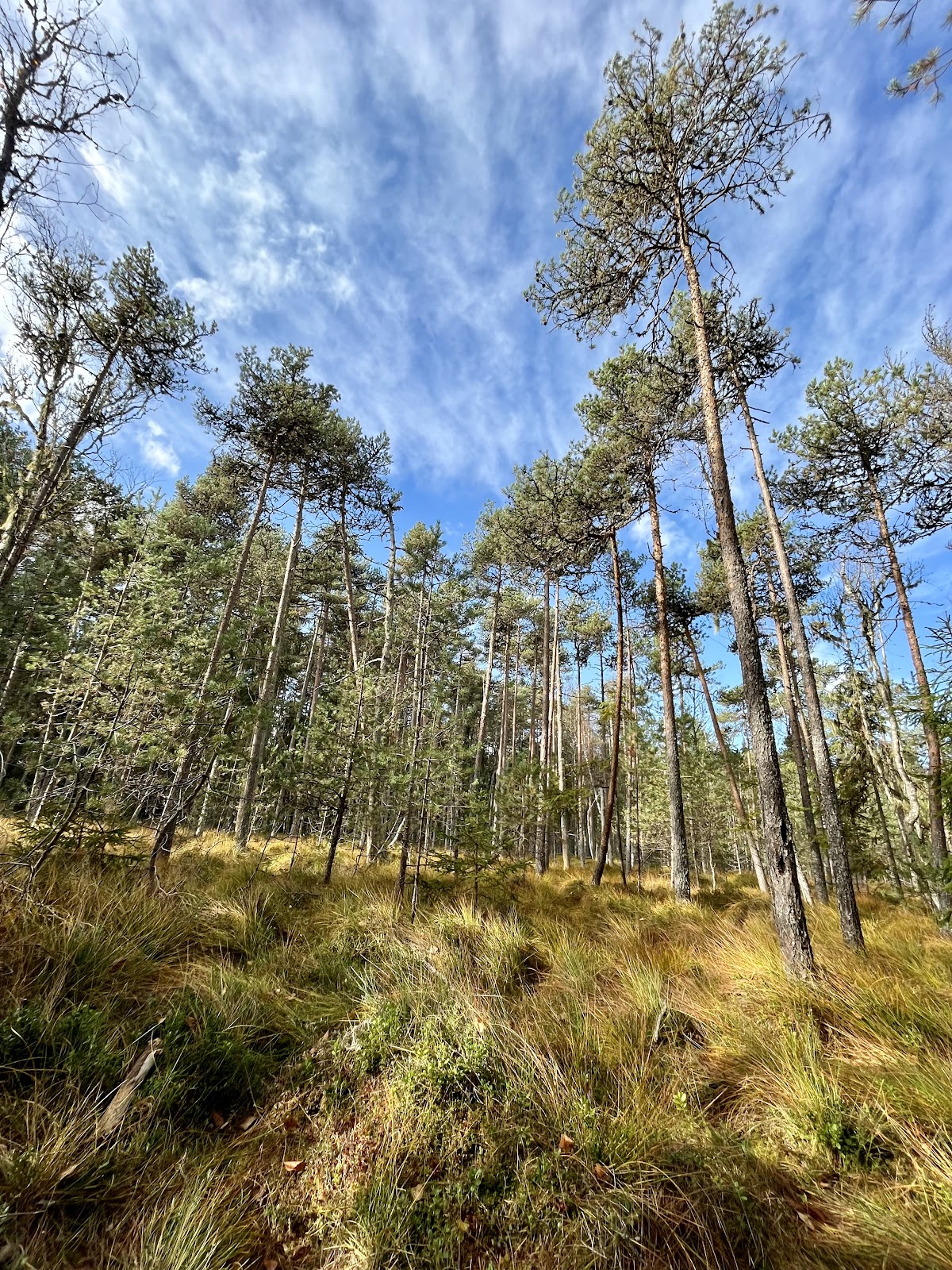 Rezervația de Turbă "Tinovul Mare" - foto 4