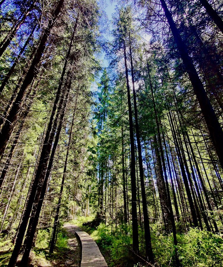 Rezervația de Turbă "Tinovul Mare" - foto 5