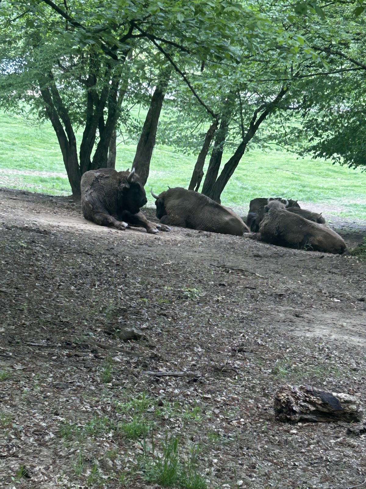 Zebra Reserve - foto 2