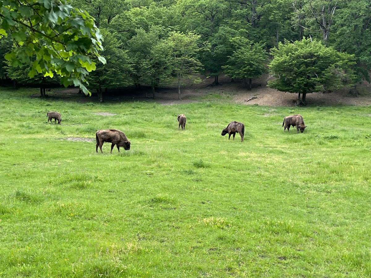 Zebra Reserve - foto 3