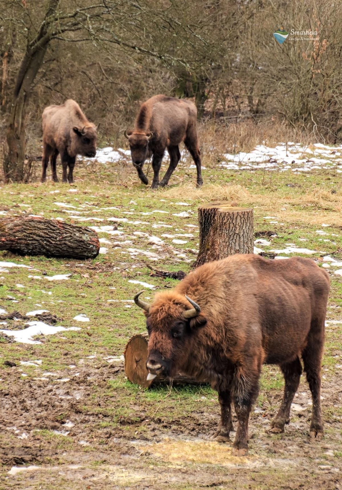 Neagra Bison Rezervátum