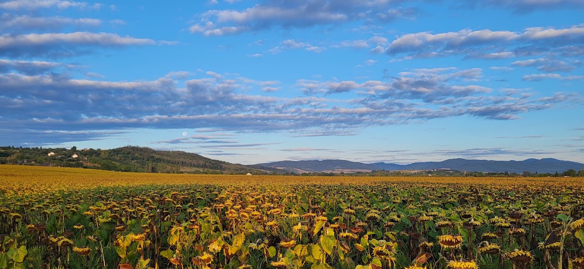 Rezervaţia forestieră Dobreni - foto 2
