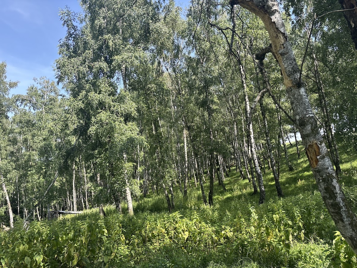 Rezervaţia forestieră Dobreni - foto 3
