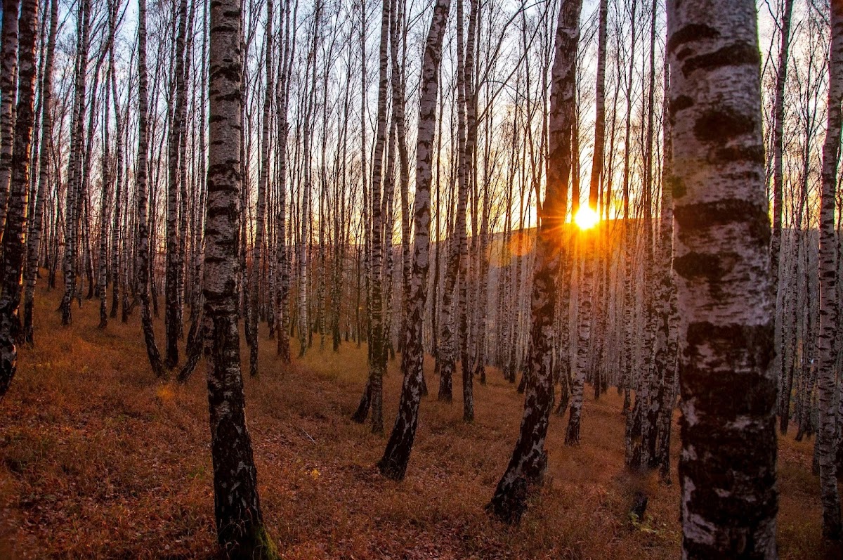 Rezervaţia forestieră Dobreni - foto 4