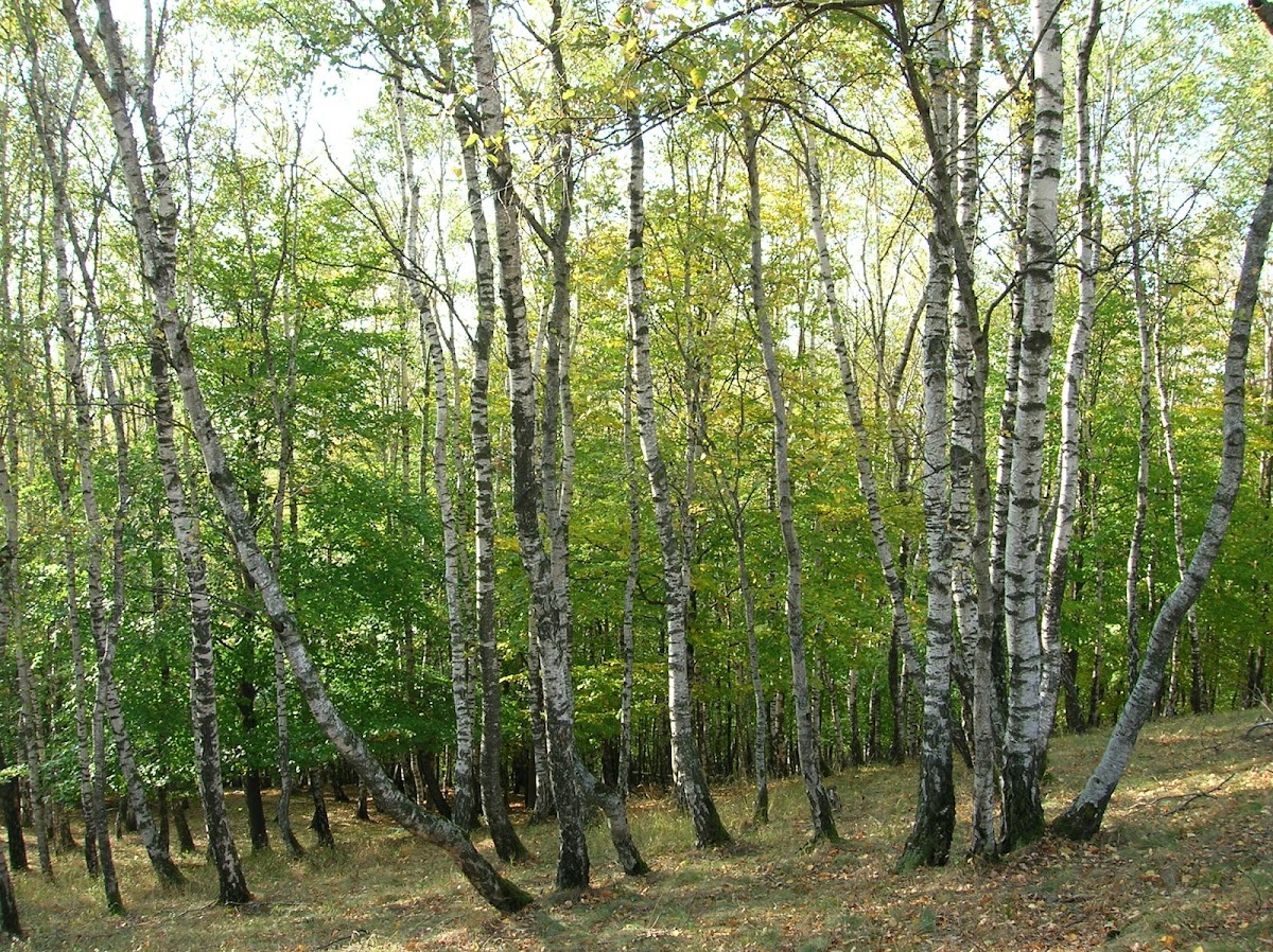 Rezervaţia forestieră Dobreni - foto 5