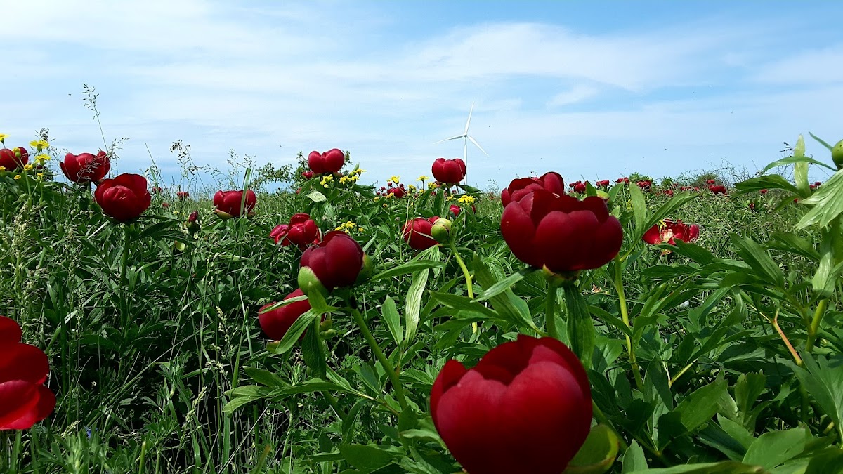 阿吉霍尔地质保护区 - foto 3