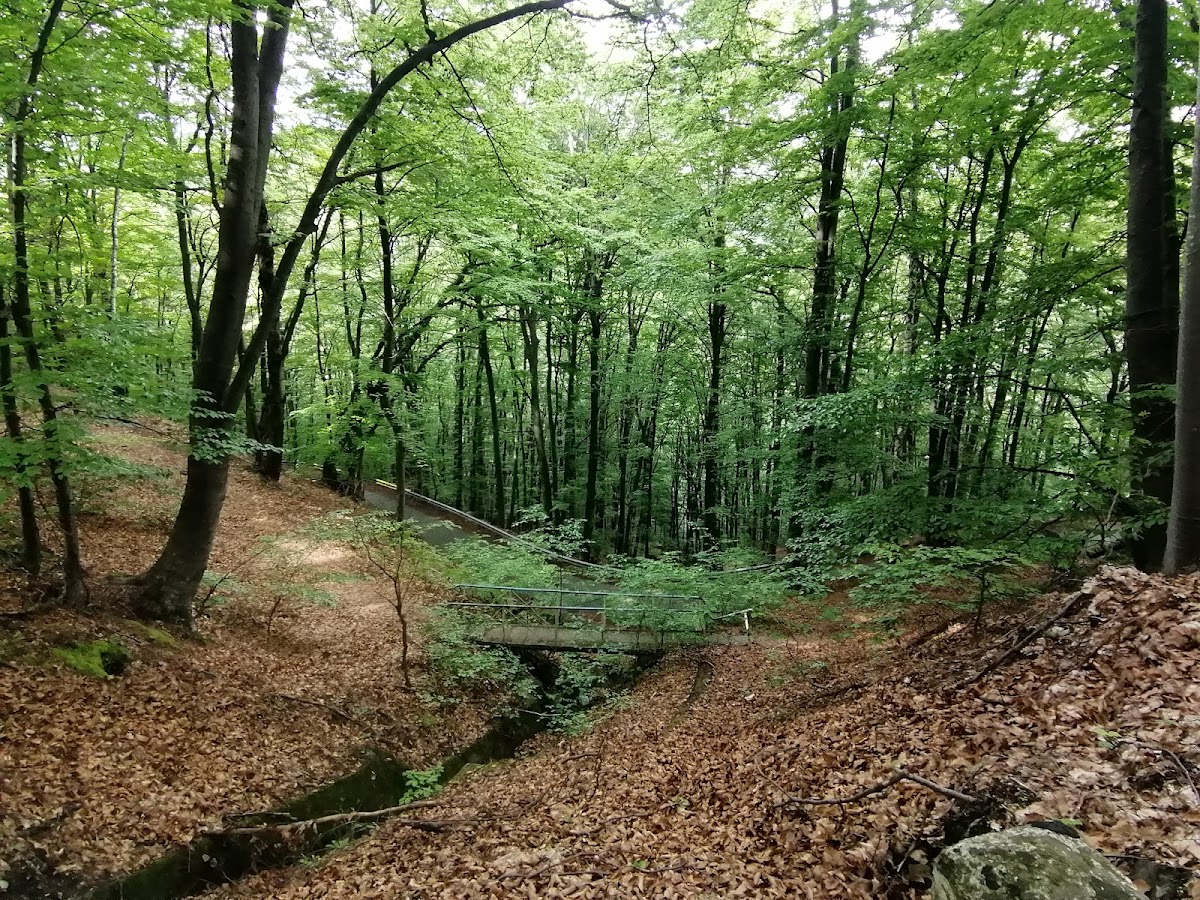 Rezervația Măgura Ocnei