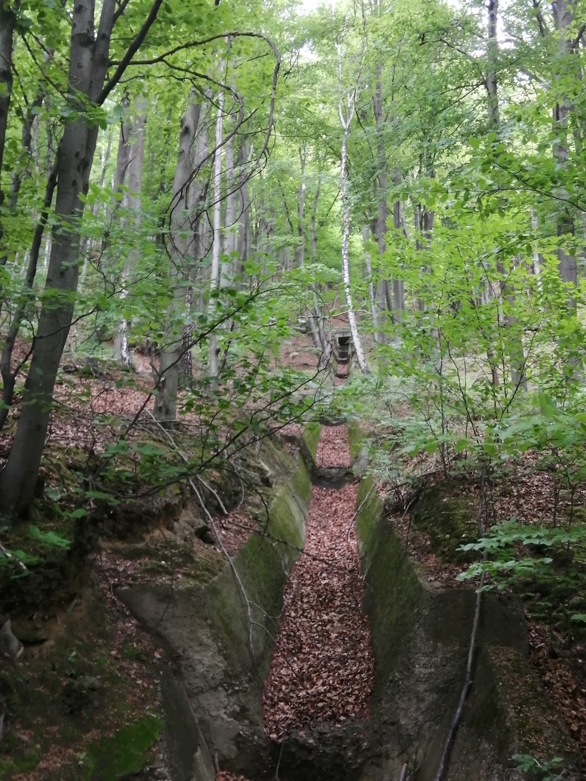 Reserva Natural Măgura Ocnei - foto 4