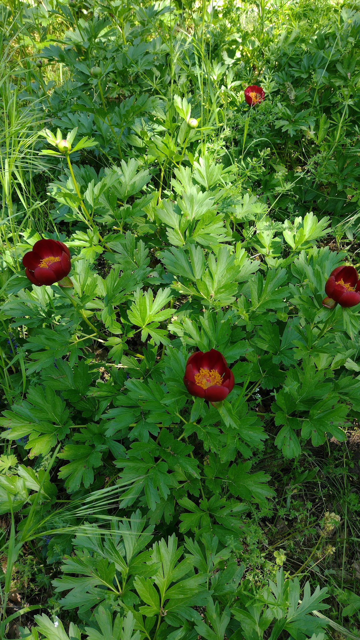 Réserve Naturelle de Pivoine Sauvage Troianu