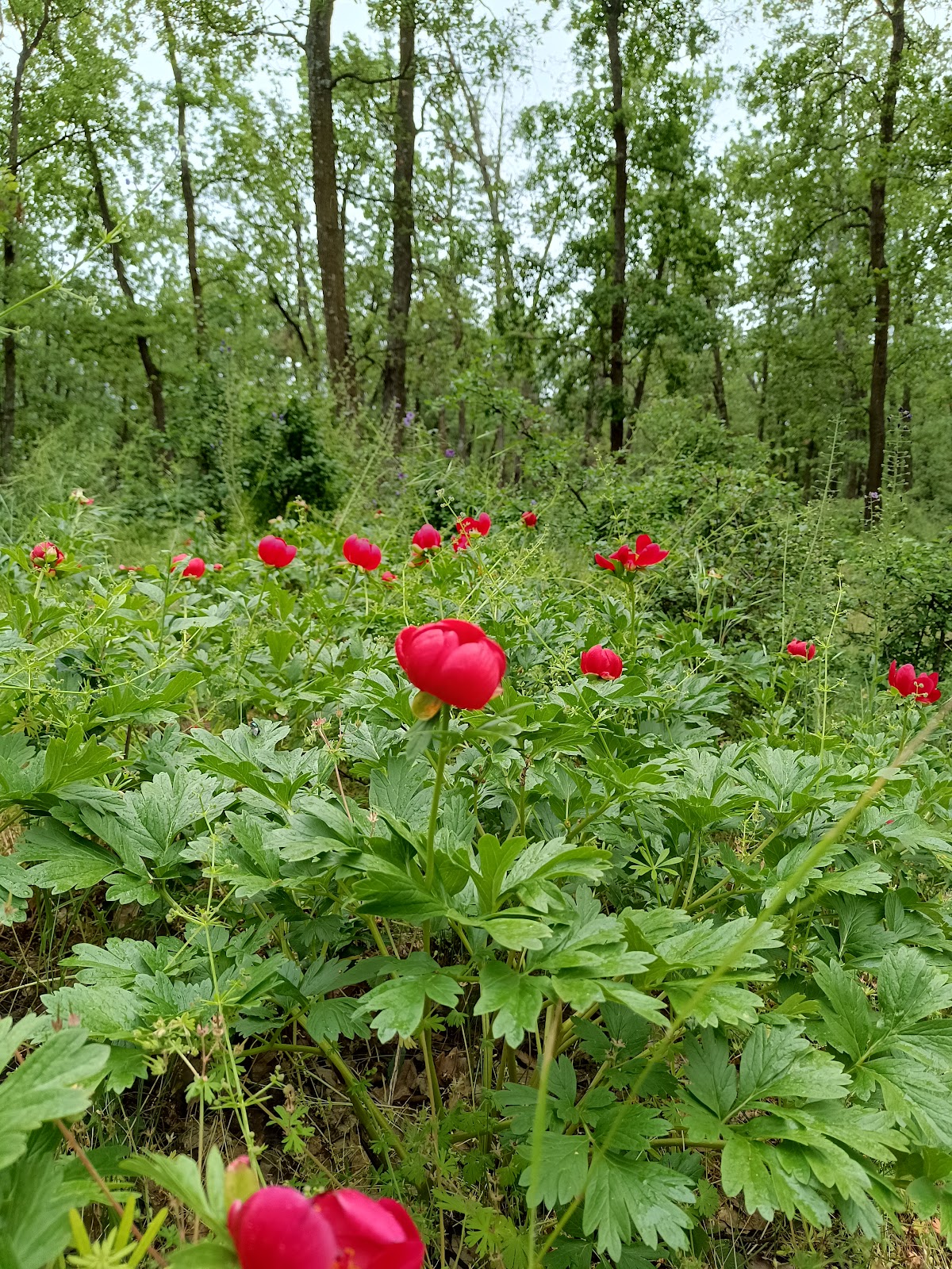 Vadvirág Természetvédelmi Terület Troianu - foto 5