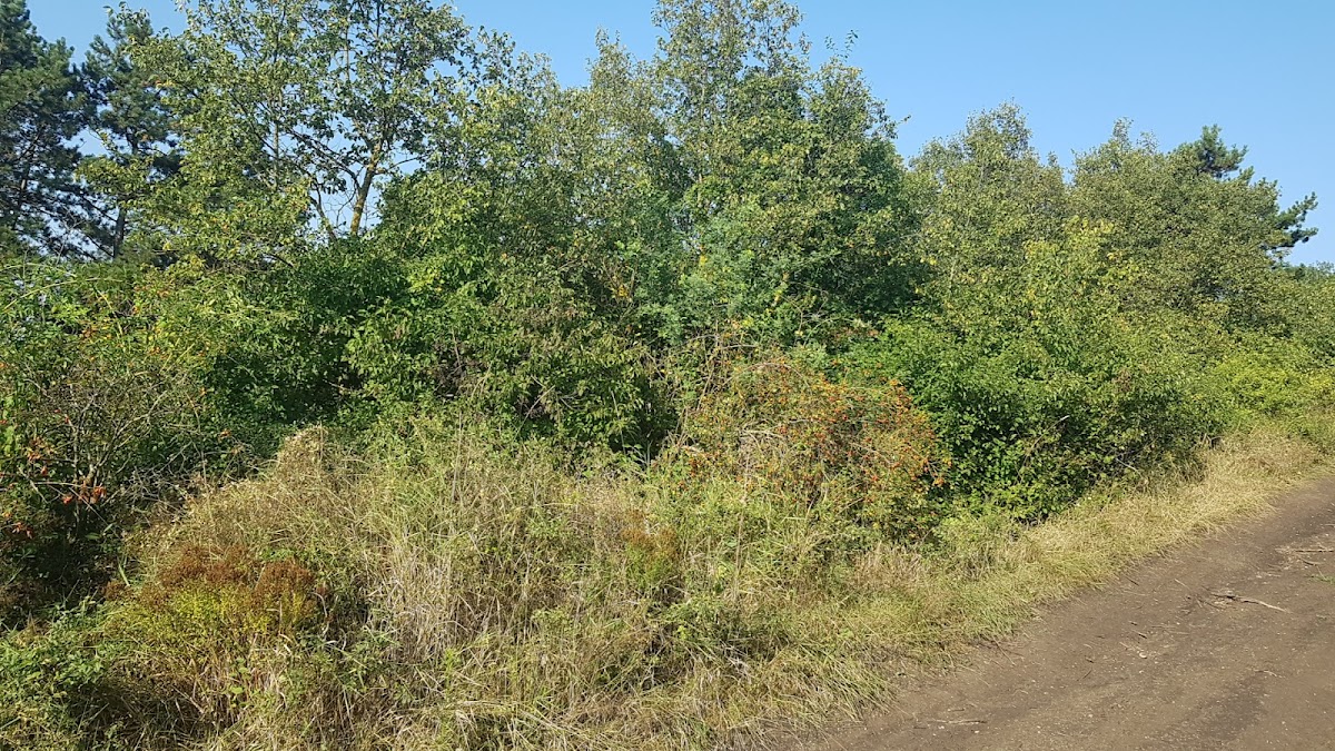 Rezervatia Naturala Dealul cu fluturi Viisoara