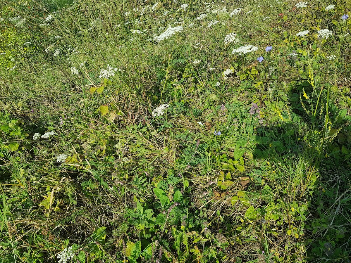 Rezervatia Naturala Dealul cu fluturi Viisoara - foto 2