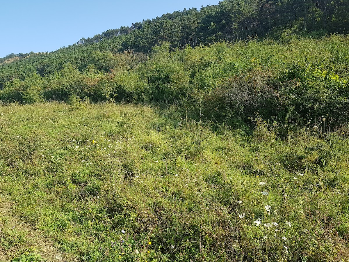 Rezervatia Naturala Dealul cu fluturi Viisoara - foto 3
