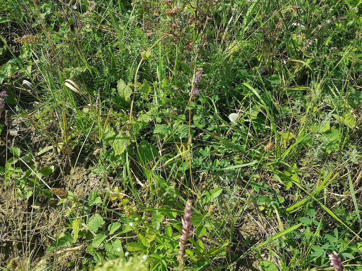 Rezervatia Naturala Dealul cu fluturi Viisoara - foto 4