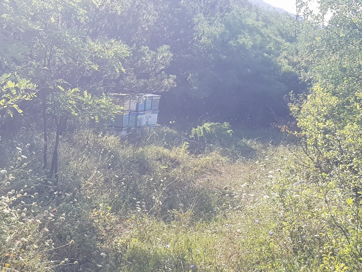 Rezervatia Naturala Dealul cu fluturi Viisoara - foto 5