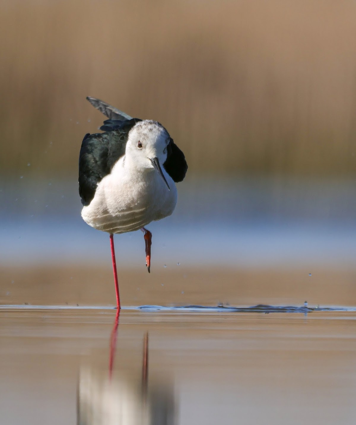 Rezervatia naturala Helesteele de la Moftinu Mic