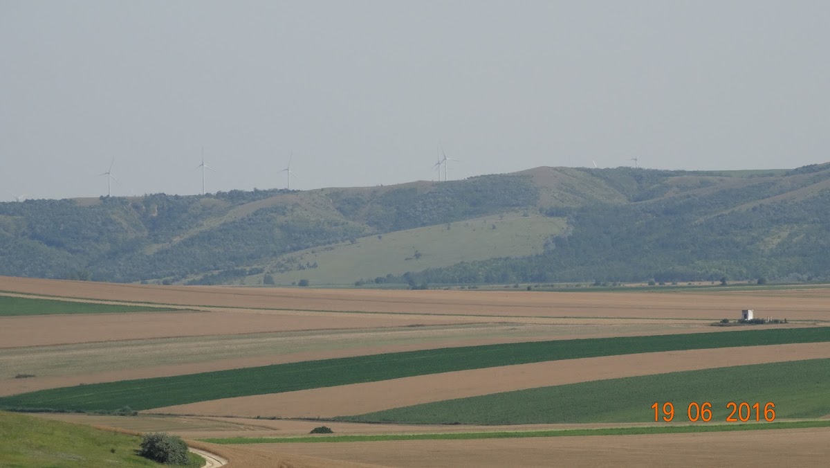 Măgurele Natural Reserve - foto 5