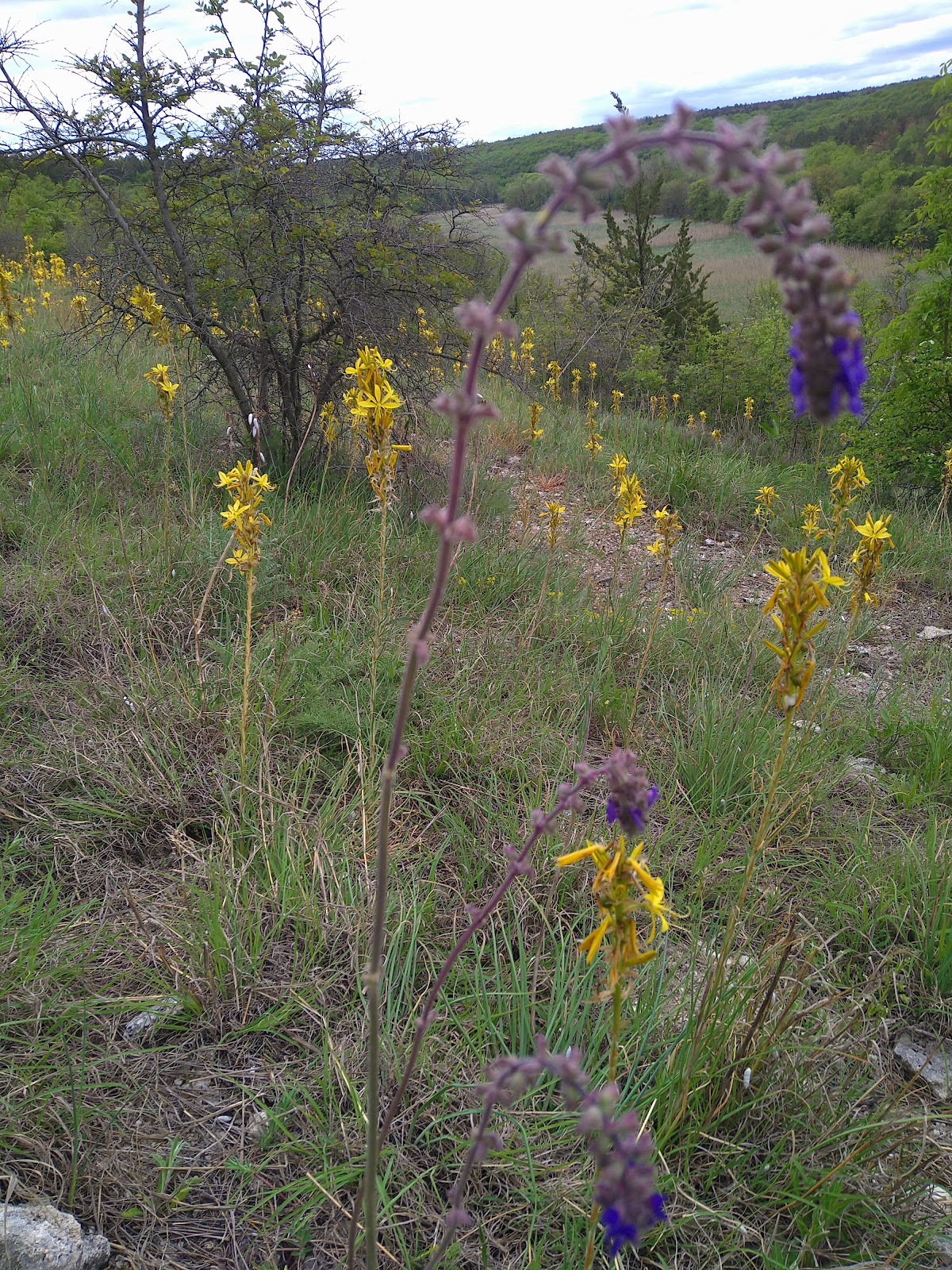Rezervația Naturală Pădurea Hagieni