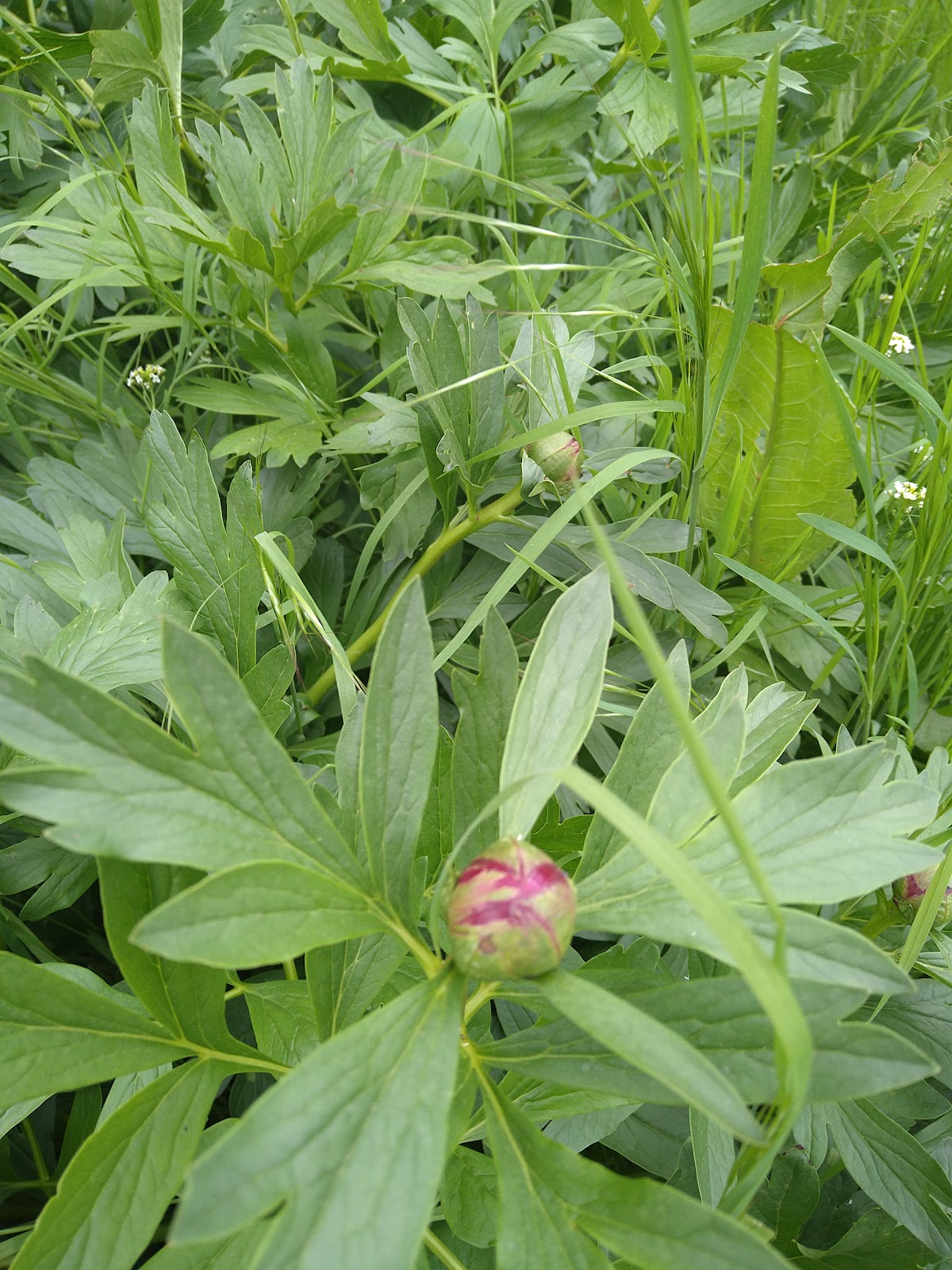 Rezervația Naturală Pădurea Hagieni - foto 2