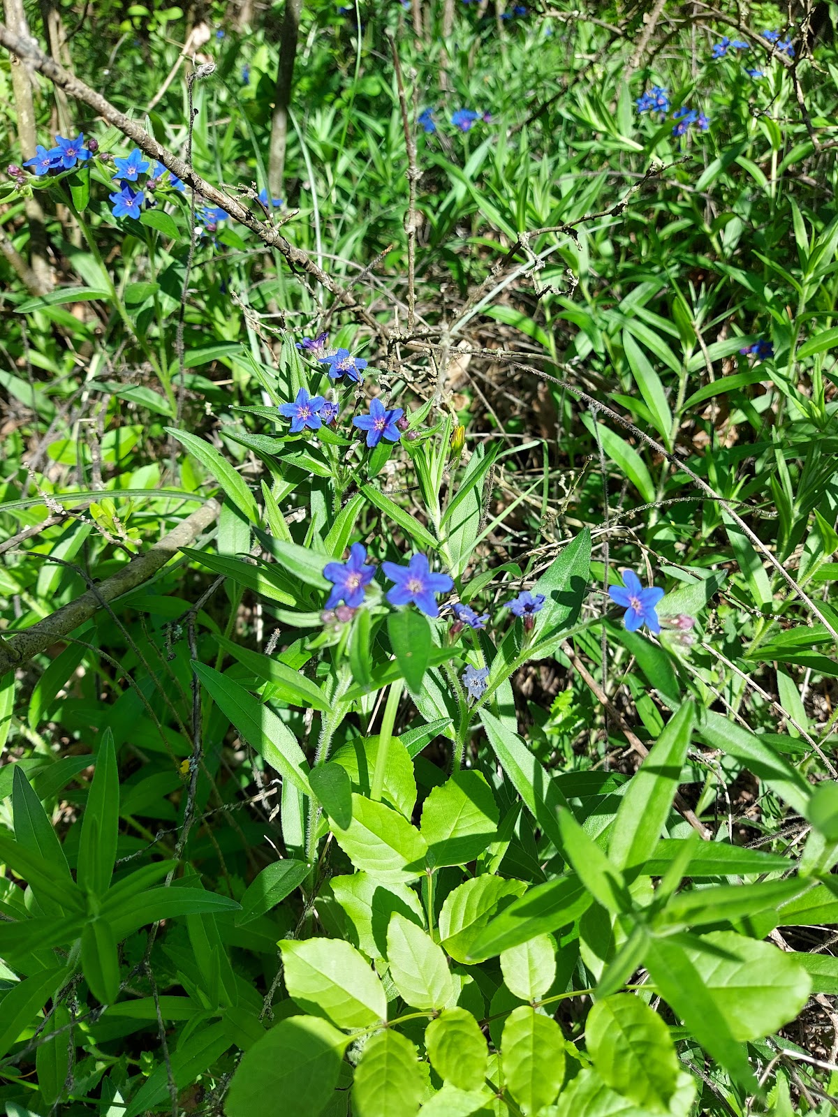 Rezervația Naturală Pădurea Hagieni - foto 3